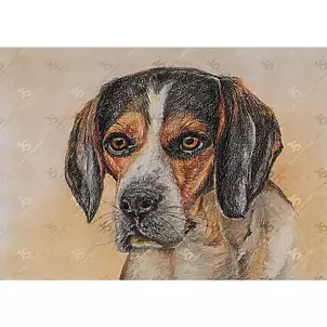 Jowita Szmigiero - Beagle dog
