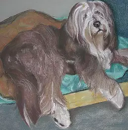 Marcin Wojciechowski - bearded collie