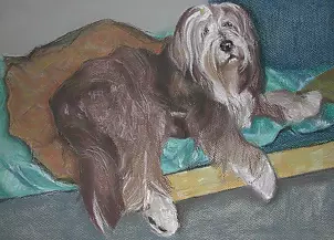   - Bearded collie