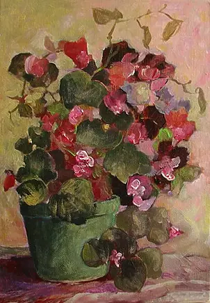   - Begonia in a pot