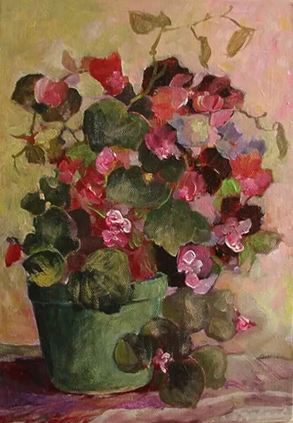 Maria Rutkowska - Begonia w doniczce