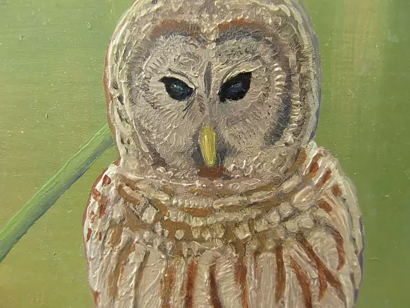 Wojciech Pater - insonnia Gufi