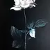 Maria Kuzak - Weiße Rose