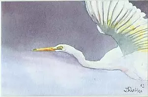 Zdzisław Rutkowski - Biała czapla