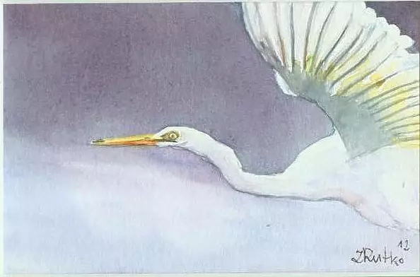 Zdzisław Rutkowski - Biała czapla