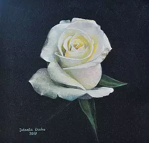 Jolanta Oczko - White rose