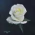 Jolanta Oczko - Biała róża