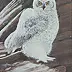 Antonina Radzięda - white owl