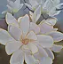 Luba Santkiewicz - White magnolias
