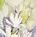 Magdalena Bronakowska - white magnolias