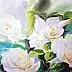 Zdzisław Rutkowski - roses blanches