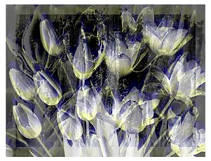 Marzena Salwowska, Tulip White/Giclée, Giclée, Mischtechniken - Papier, 30 x 20