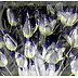 Marzena Salwowska, Tulip White/Giclée, Giclée, Mischtechniken - Papier, 30 x 20