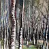 Marzena Salwowska - Bleached trees