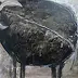 Hanna Karasińska Eberhardt - Black bull