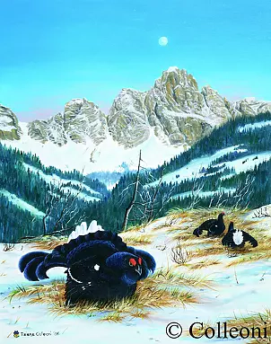 Tiziana Colleoni - grouse