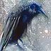 Krzysztof Trzaska - "Il corvo blu" della serie "Uccelli"