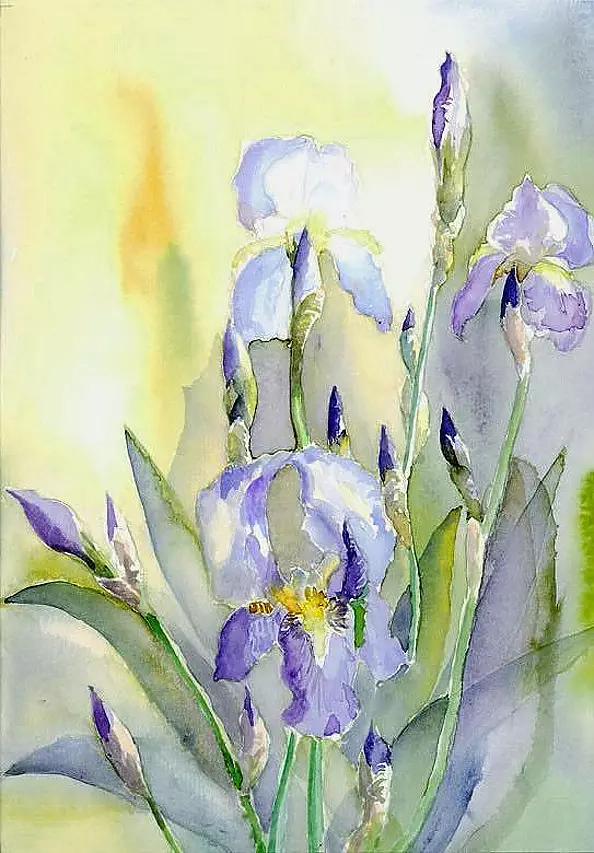 Zdzisław Rutkowski - Irysy niebieskie