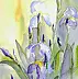 Zdzisław Rutkowski - Irysy niebieskie