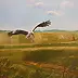 Urszula Wasinska - Stork in flight