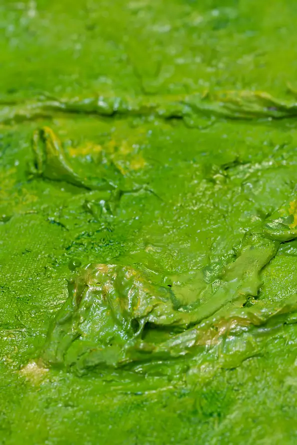 Pamela Rys - Botanical Blooms