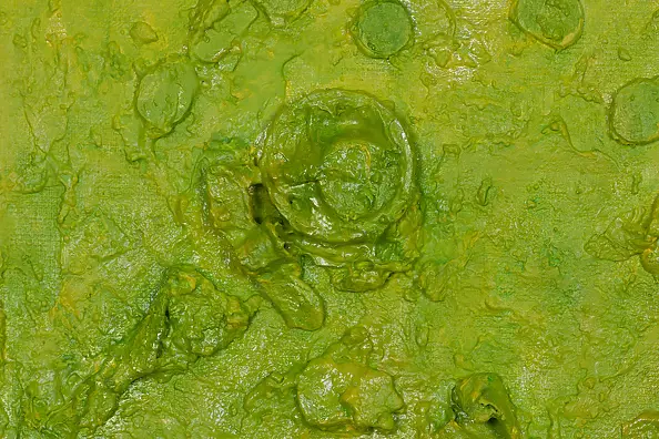 Pamela Rys - Botanical Blooms