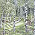 Aleksandra Kurzyńska - Birch forest, silence - Arkadia