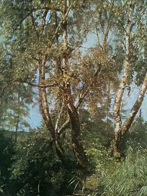 Marek Kubski - birches in summer