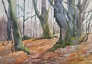   - Buki w Bieszczadach