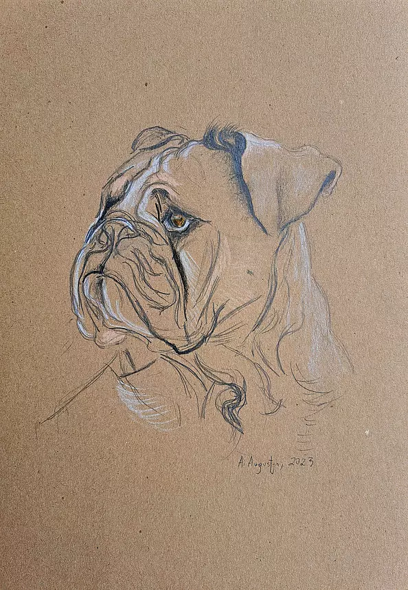 Amelia Augustyn - Bulldog II