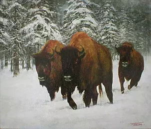   - On the matter - bison