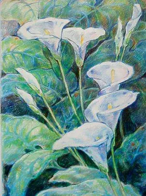 Marek Kubski -  calla lilies