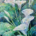 Marek Kubski -  calla lilies