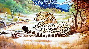 Zenon Różycki - CHEETAH