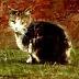 Piotr Pilawa - Кошка в траве