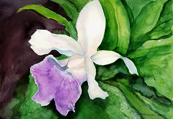 Zdzisław Rutkowski - Cattleya