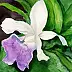 Zdzisław Rutkowski - Cattleya