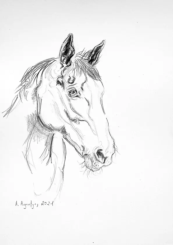 Amelia Augustyn - Chrapy