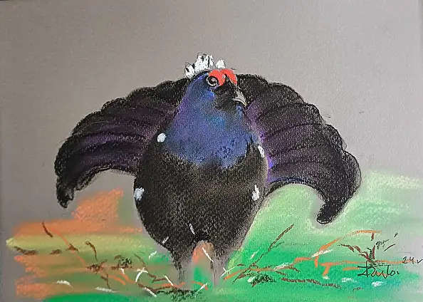 Zdzisław Rutkowski - Il gallo cedrone che squittisce