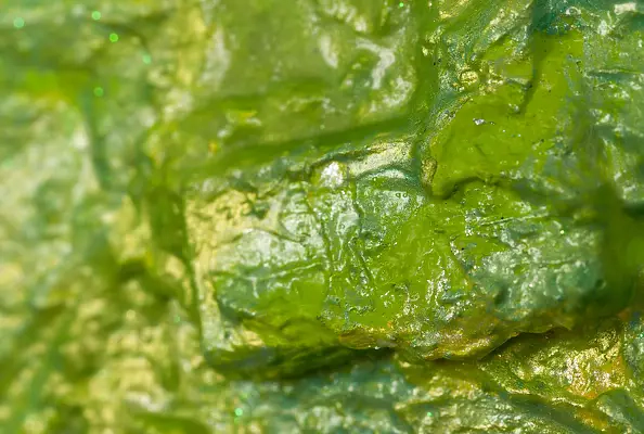 Pamela Rys - Citrus Maxima