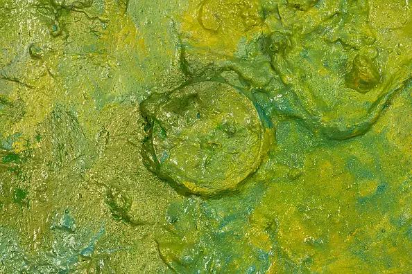 Pamela Rys - Citrus Maxima