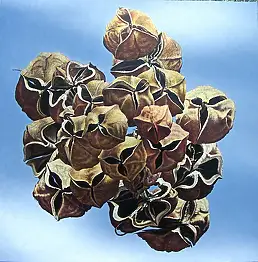 Pelizzari Gregory, кластер, Масляная картина - , 150 x 150