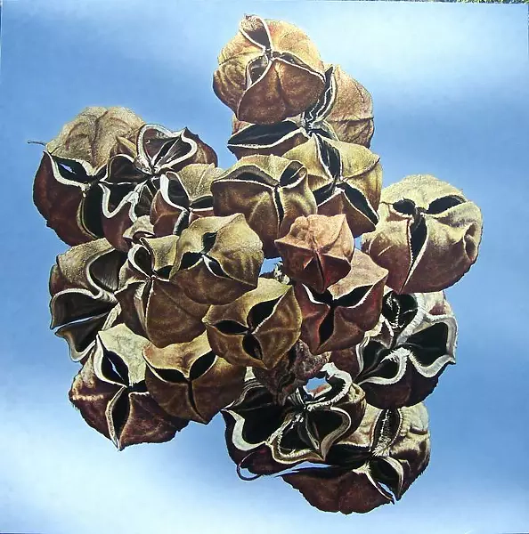 Pelizzari Gregory - Cluster