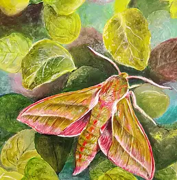 Marta Milewska, Falena della belladonna , Dipinto acrilico - tela, 24 x 30