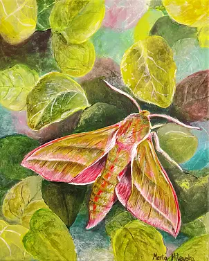 Marta Milewska - Nightshade Moth