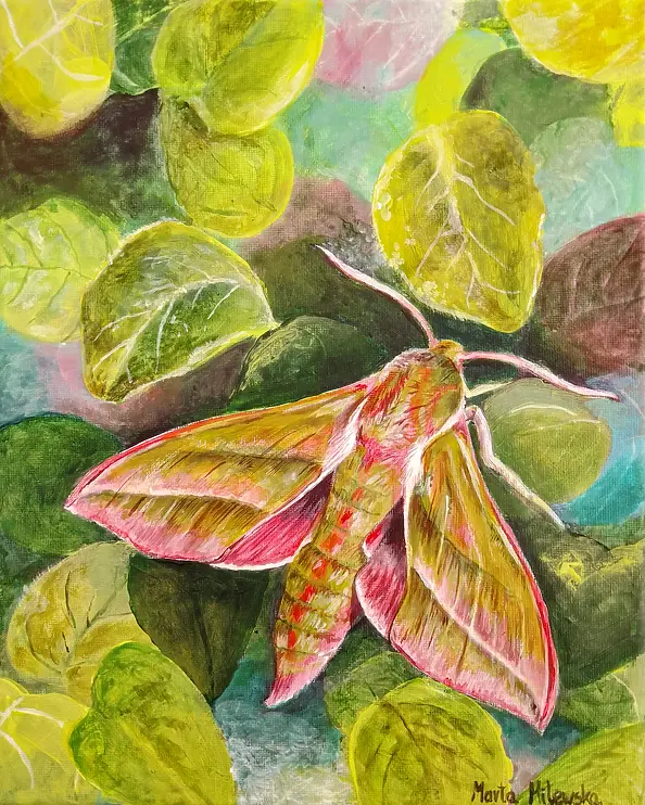 Marta Milewska - Ćma Zmrocznik 