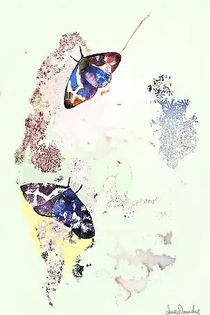 Anna Dmowska - "Moths"