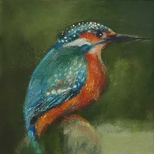   - Common Kingfisher / Kingfisher