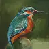 Gosia Bolwijn Wiese - Common Kingfisher / zimorodek