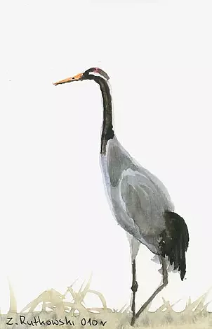 Zdzisław Rutkowski - Żuraw I